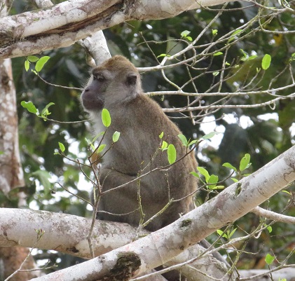 A Macaque monkey on the Kinabatangan River, Sabah