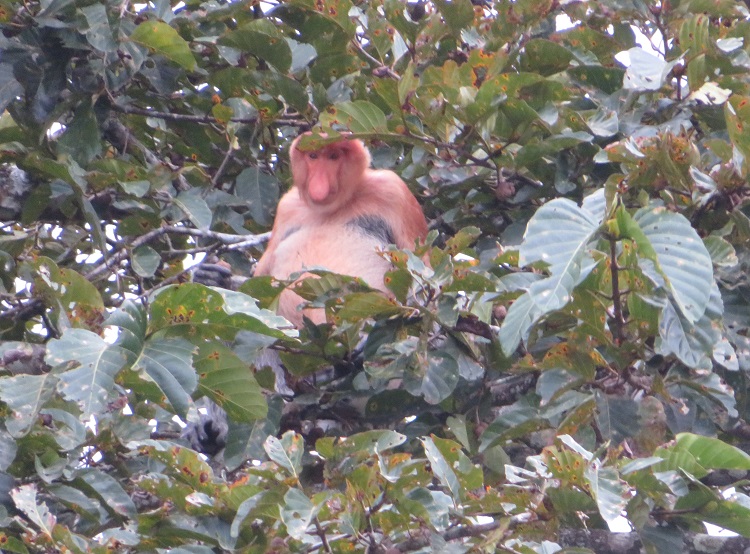 A Proboscis monkey on the Kinabatangan River, Sabah