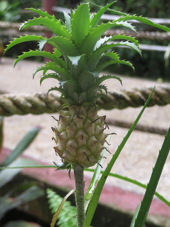 Borneo Nature Lodge on the Kinabatangan River, Sabah