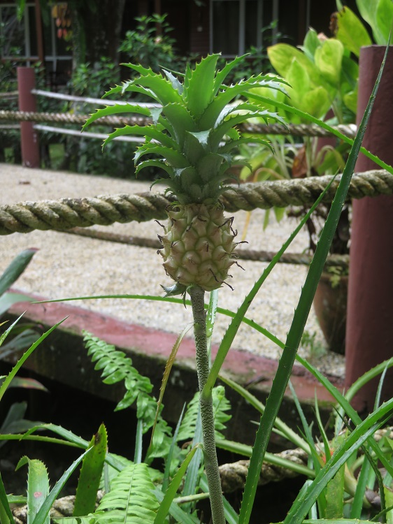 Borneo Nature Lodge on the Kinabatangan River, Sabah
