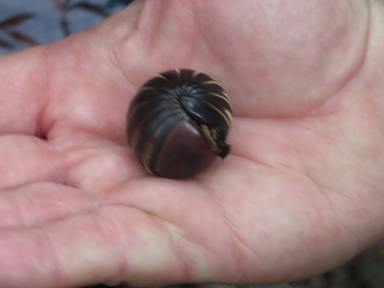on the Kinabatangan River, Sabah