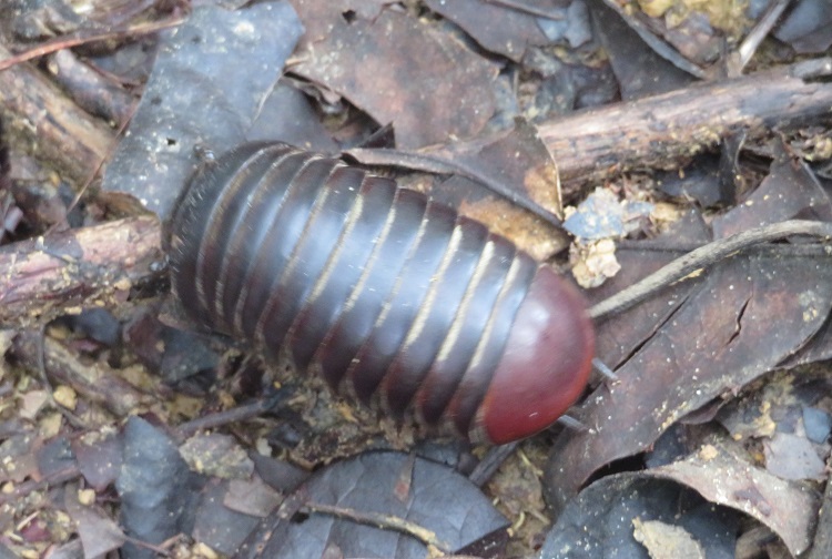 on the Kinabatangan River, Sabah