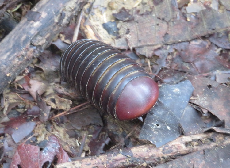 on the Kinabatangan River, Sabah