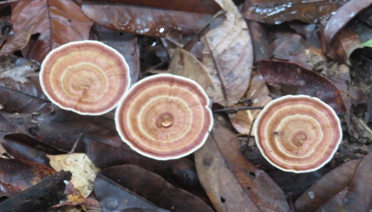 on the Kinabatangan River, Sabah