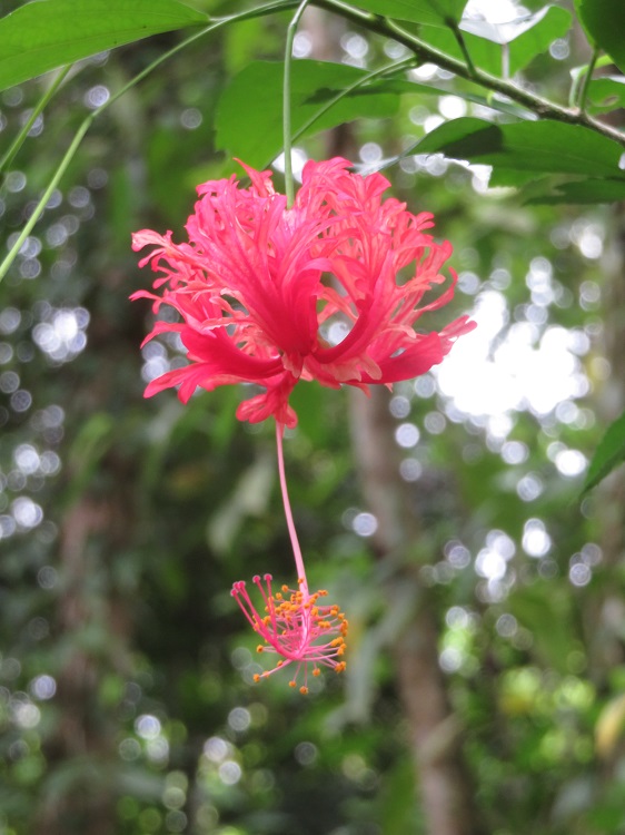 Borneo Nature Lodge on the Kinabatangan River, Sabah