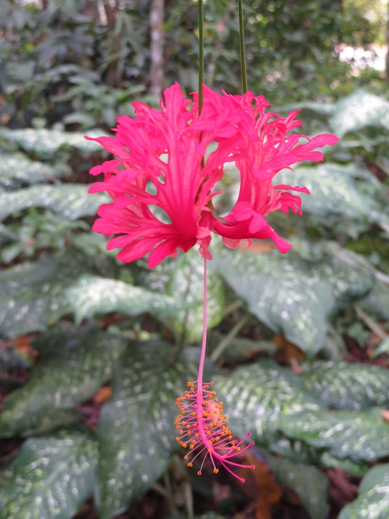 Borneo Nature Lodge on the Kinabatangan River, Sabah
