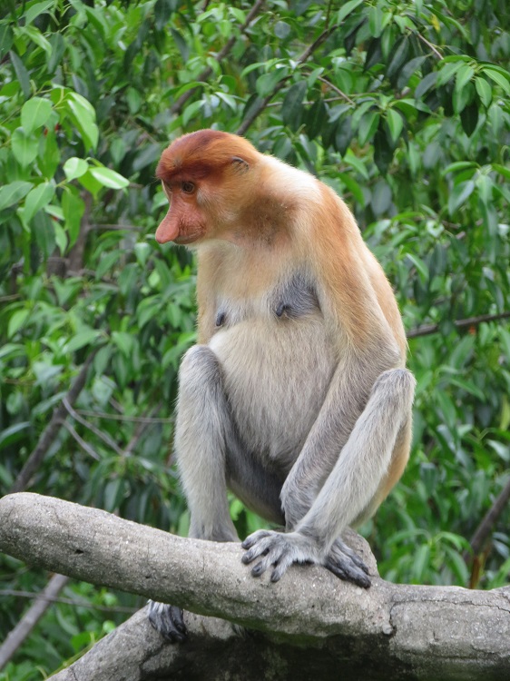 Labuk Bay Proboscis Monkey Sanctuary, Sabah