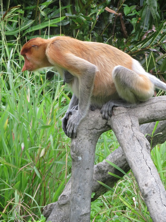 Labuk Bay Proboscis Monkey Sanctuary, Sabah