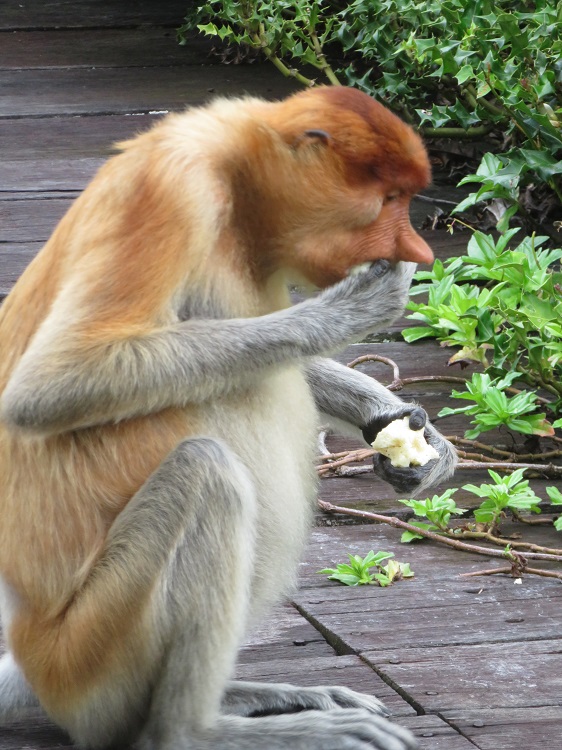 Labuk Bay Proboscis Monkey Sanctuary, Sabah