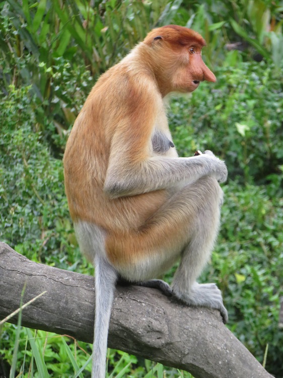 Labuk Bay Proboscis Monkey Sanctuary, Sabah