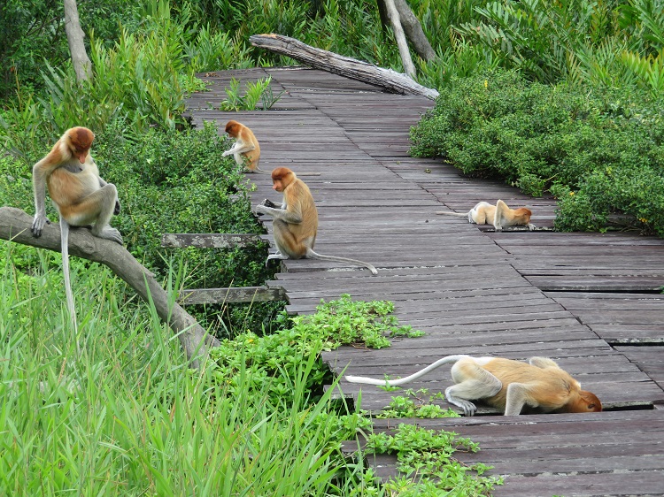 Labuk Bay Proboscis Monkey Sanctuary, Sabah