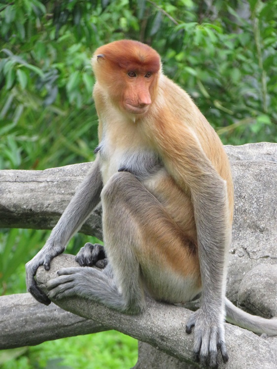Labuk Bay Proboscis Monkey Sanctuary, Sabah