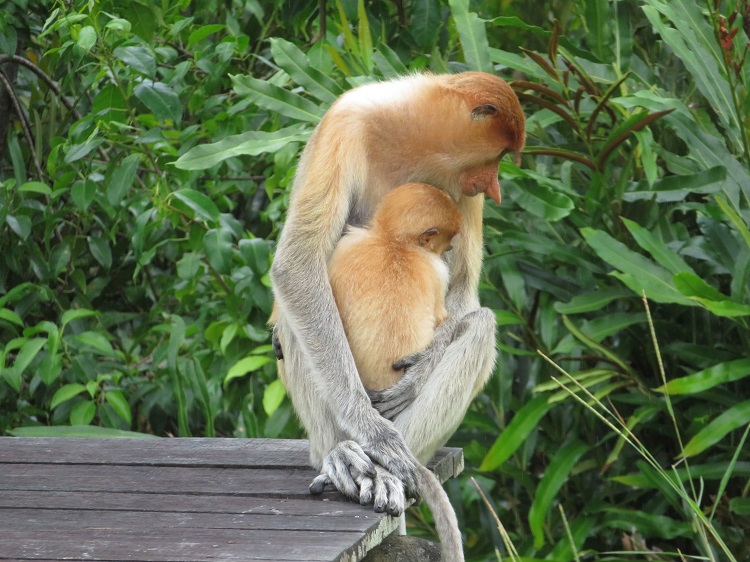 Labuk Bay Proboscis Monkey Sanctuary, Sabah