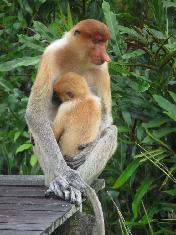 Labuk Bay Proboscis Monkey Sanctuary, Sabah