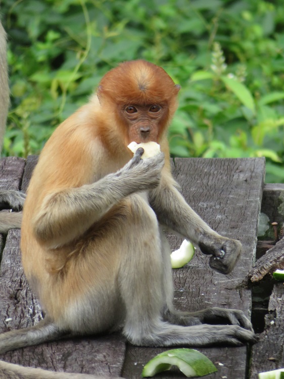 Labuk Bay Proboscis Monkey Sanctuary, Sabah