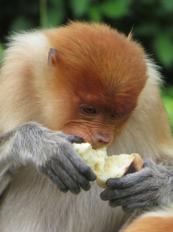 Labuk Bay Proboscis Monkey Sanctuary, Sabah