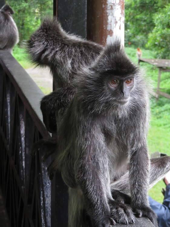 Labuk Bay Proboscis Monkey Sanctuary, Sabah