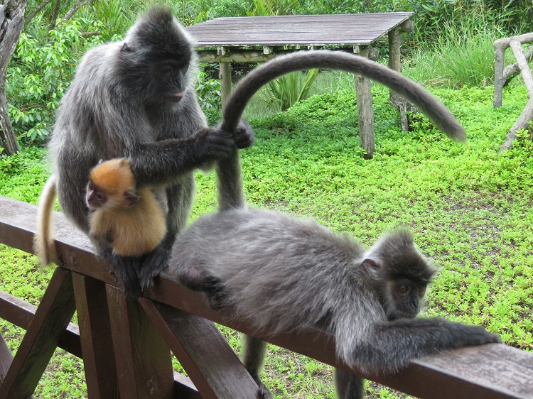 Labuk Bay Proboscis Monkey Sanctuary, Sabah