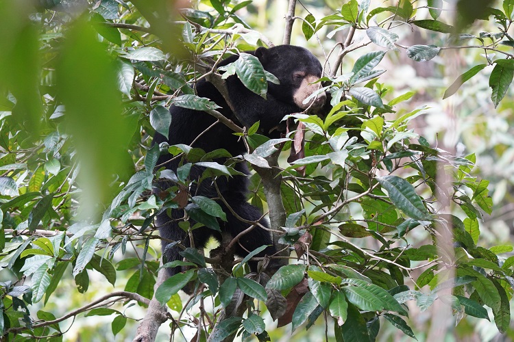 Sun bears in the Borneo Sun Bear Conservation Centre