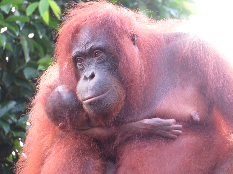 Wulan and her baby, Sepilok Orangutan Rehabilitation Centre, Sabah Borneo