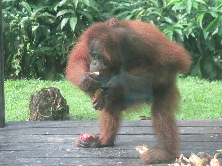 Sepilok Orangutan Rehabilitation Centre, Sabah Borneo