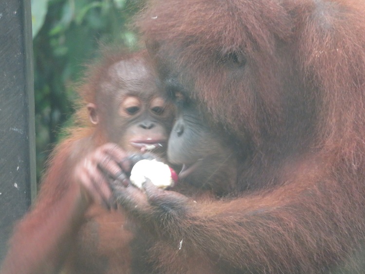 Sepilok Orangutan Rehabilitation Centre, Sabah Borneo