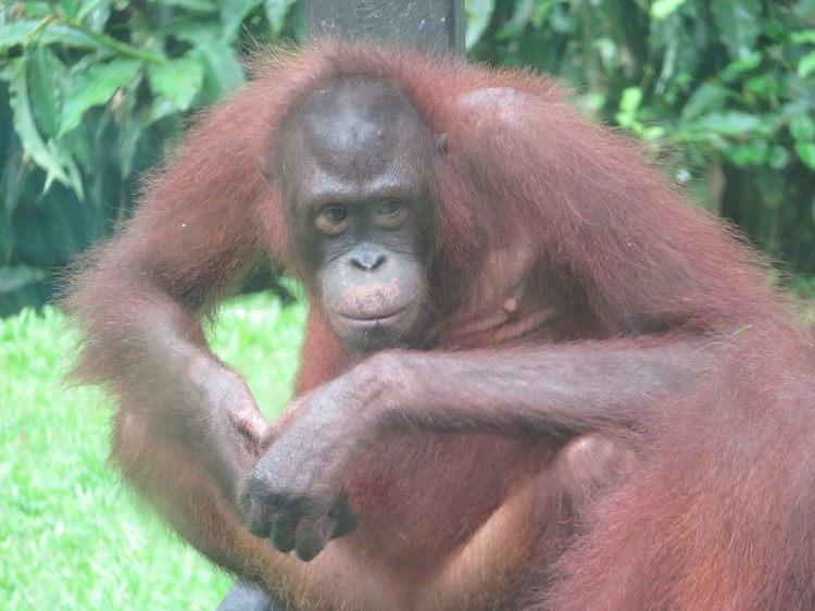 Sepilok Orangutan Rehabilitation Centre, Sabah Borneo