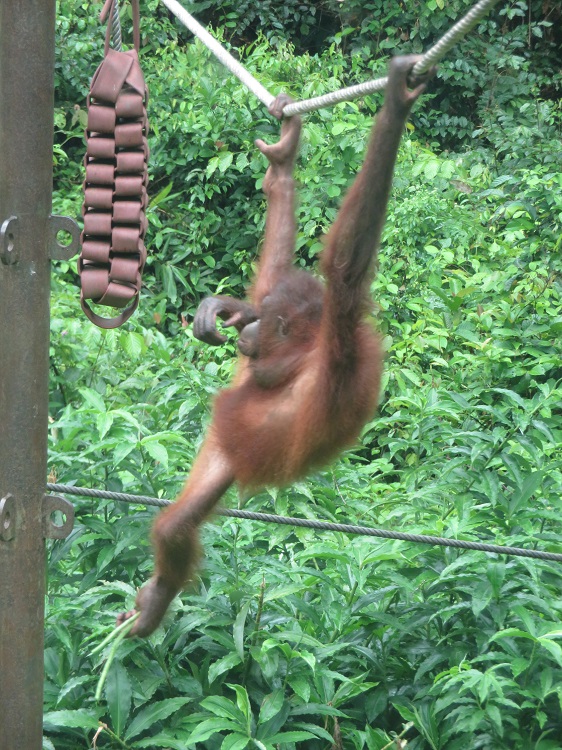 Sepilok Orangutan Rehabilitation Centre, Sabah Borneo
