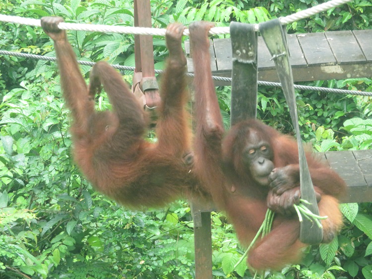 Sepilok Orangutan Rehabilitation Centre, Sabah Borneo