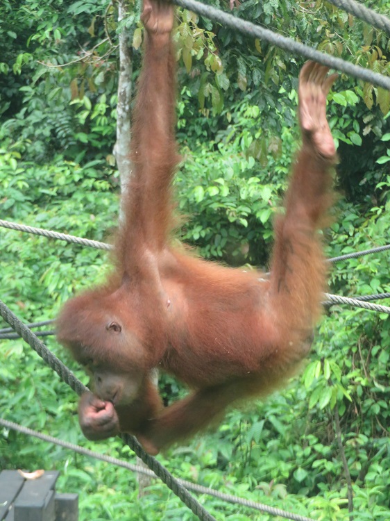 Sepilok Orangutan Rehabilitation Centre, Sabah Borneo