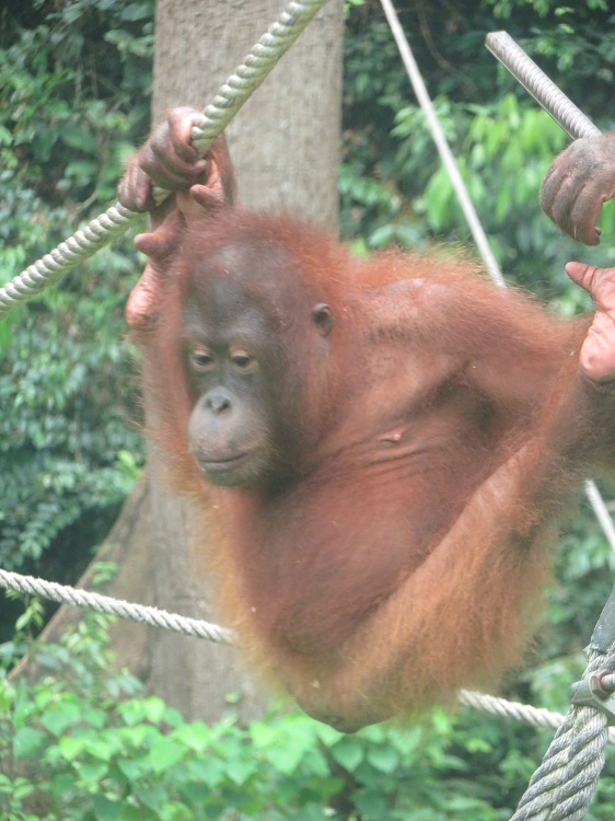 Sepilok Orangutan Rehabilitation Centre, Sabah Borneo