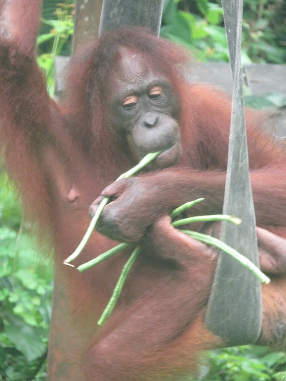 Sepilok Orangutan Rehabilitation Centre, Sabah Borneo