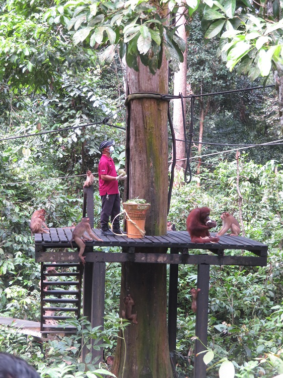Sepilok Orangutan Rehabilitation Centre, Sabah Borneo
