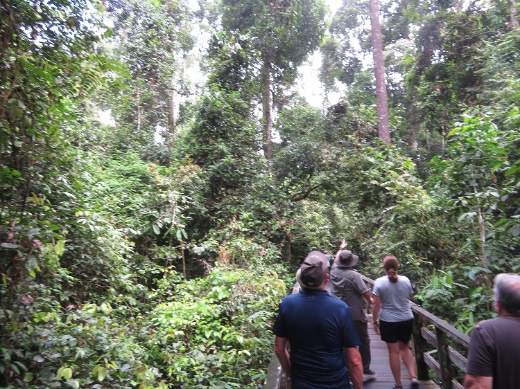 Sepilok Orangutan Rehabilitation Centre, Sabah Borneo