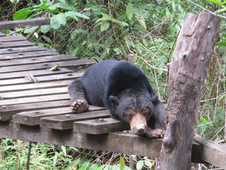 Sun bears in the Borneo Sun Bear Conservation Centre