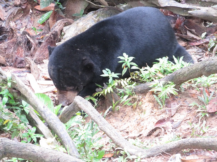 Sun bears in the Borneo Sun Bear Conservation Centre