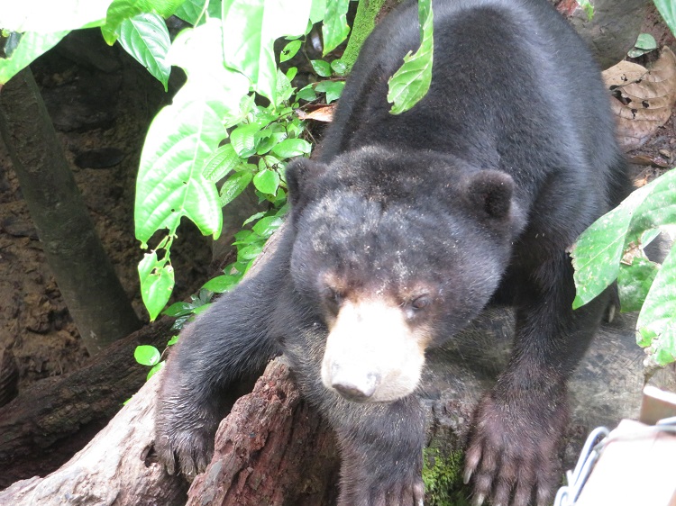 Sun bears in the Borneo Sun Bear Conservation Centre