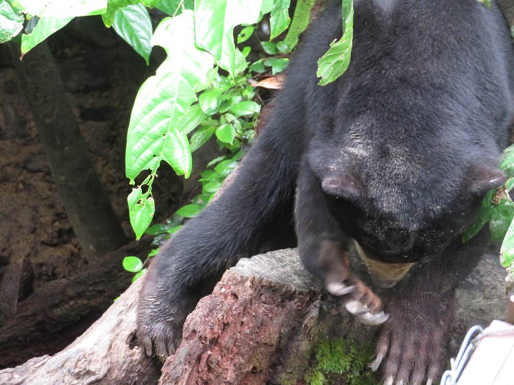 Sun bears in the Borneo Sun Bear Conservation Centre