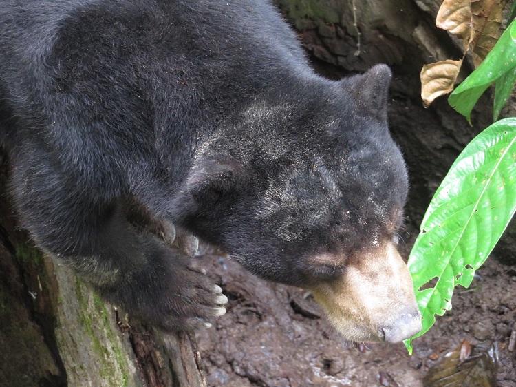 Sun bears in the Borneo Sun Bear Conservation Centre