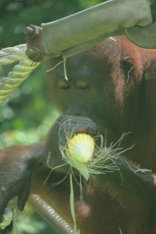 Sepilok Orangutan Rehabilitation Centre, Sabah Borneo