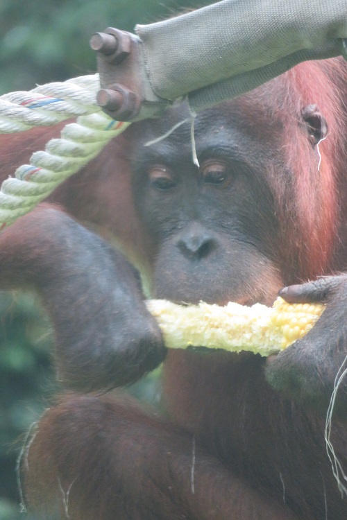 Sepilok Orangutan Rehabilitation Centre, Sabah Borneo