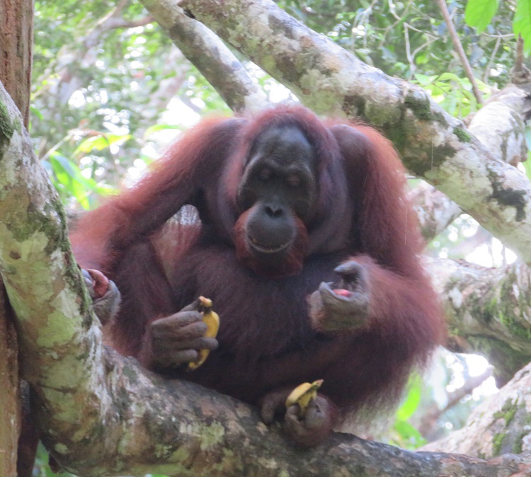 Sepilok Orangutan Rehabilitation Centre, Sabah Borneo