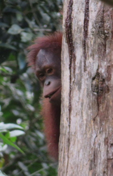 Sepilok Orangutan Rehabilitation Centre, Sabah Borneo