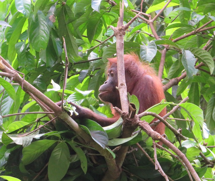 Sepilok Orangutan Rehabilitation Centre, Sabah Borneo