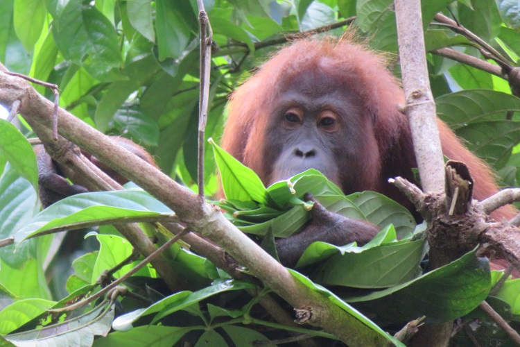 Sepilok Orangutan Rehabilitation Centre, Sabah Borneo