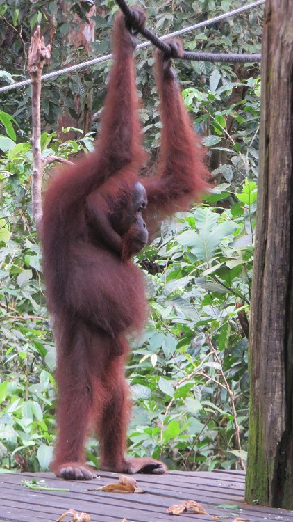 Sepilok Orangutan Rehabilitation Centre, Sabah Borneo
