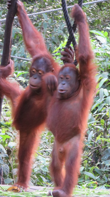 Sepilok Orangutan Rehabilitation Centre, Sabah Borneo