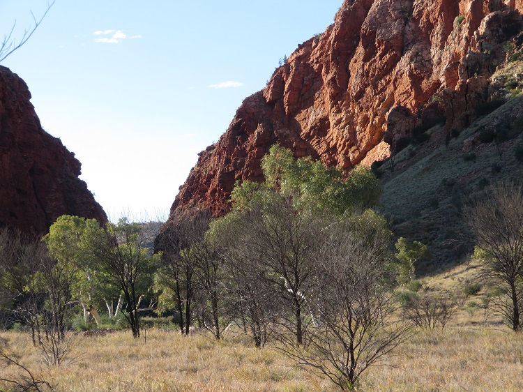 Edging closer to Simpsons Gap on the Larapinta Trail