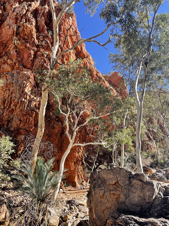 River Red Gums near Standley Chasm on the Larapinta Trail, Central Australia