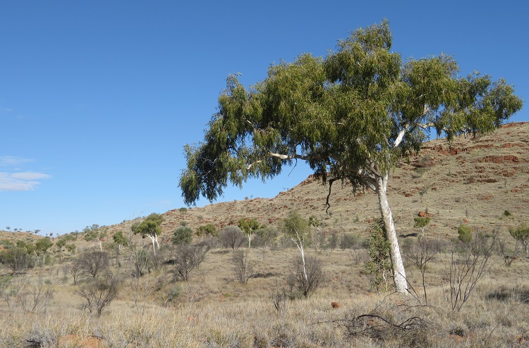 Walking on the Woodlands Trail near Simpsons Gap, Central Australia